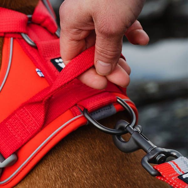 warriorecorojo4