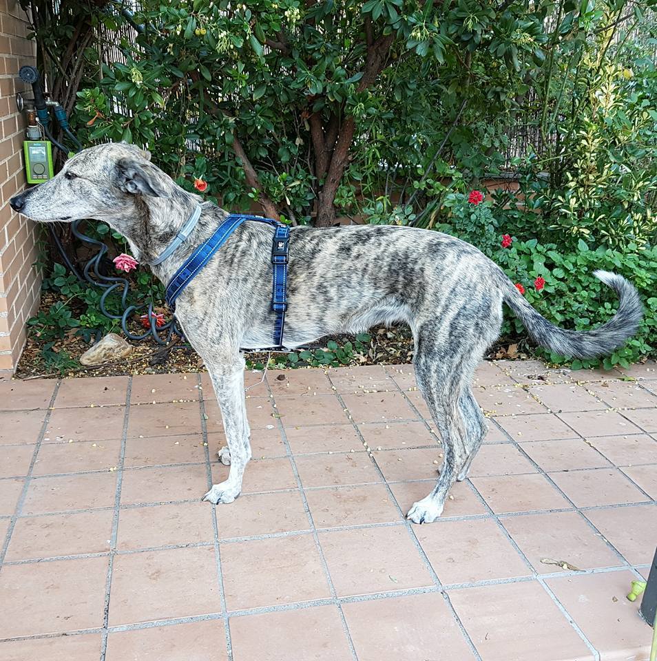 azul1