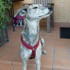 granate2